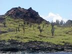 274 Santiago Island 40-Yr Old Cacti On 120 Yr-old Lava.JPG (69 KB)